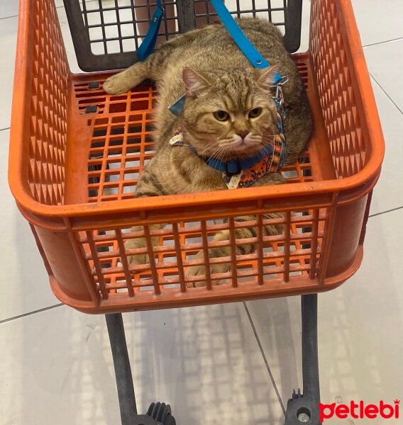 British Shorthair, Kedi  Nisannn fotoğrafı