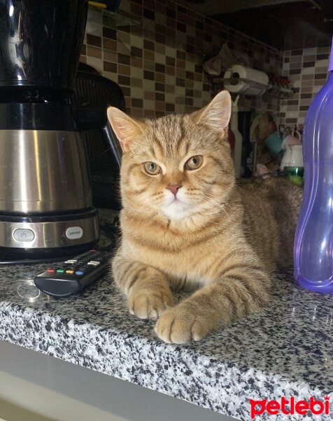 British Shorthair, Kedi  Nisannn fotoğrafı