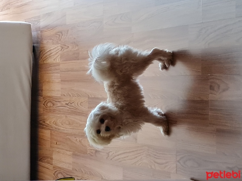Maltese, Köpek  Angel fotoğrafı