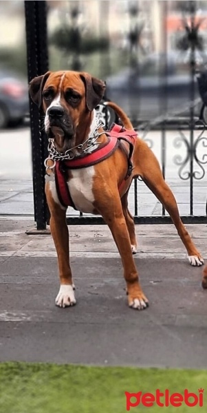 Boxer, Köpek  UCHE fotoğrafı