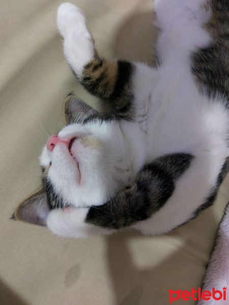 Tekir Kedi, Kedi  Ponçik fotoğrafı