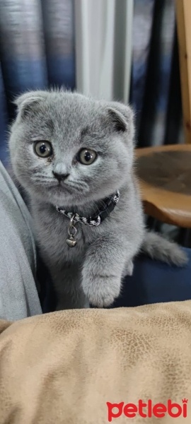 Scottish Fold, Kedi  Gölge fotoğrafı