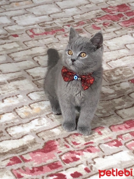 British Shorthair, Kedi  BALIM UMUT fotoğrafı