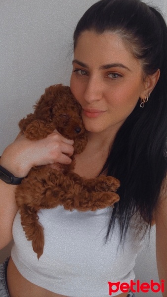 Poodle (Minyatür Kaniş), Köpek  Lucas fotoğrafı