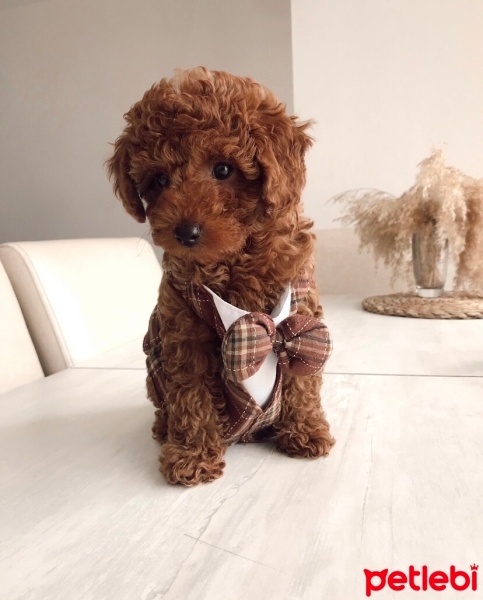 Poodle (Minyatür Kaniş), Köpek  Lucas fotoğrafı