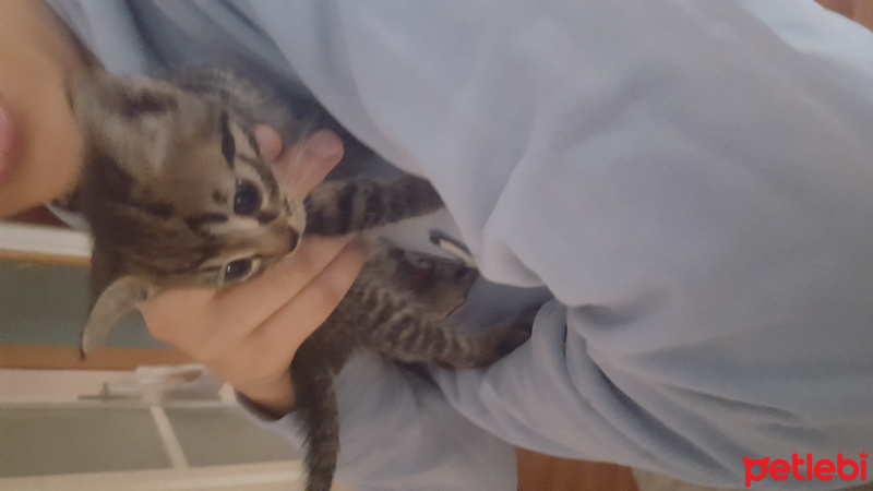 Tekir Kedi, Kedi  yavru kedi fotoğrafı