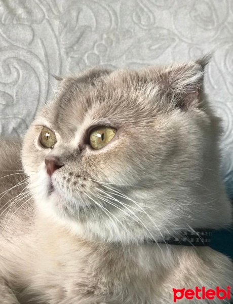 Scottish Fold, Kedi  Bihter fotoğrafı