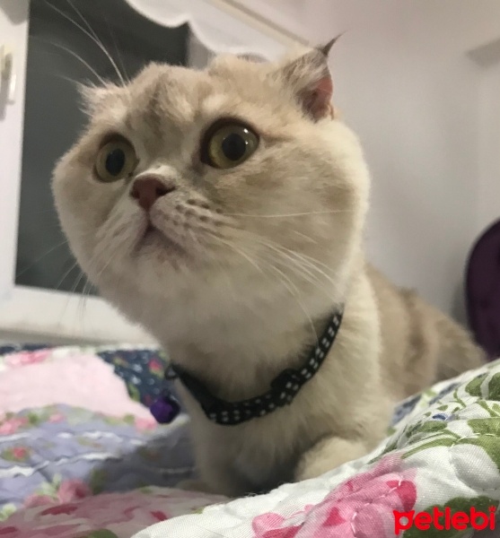 Scottish Fold, Kedi  Bihter fotoğrafı