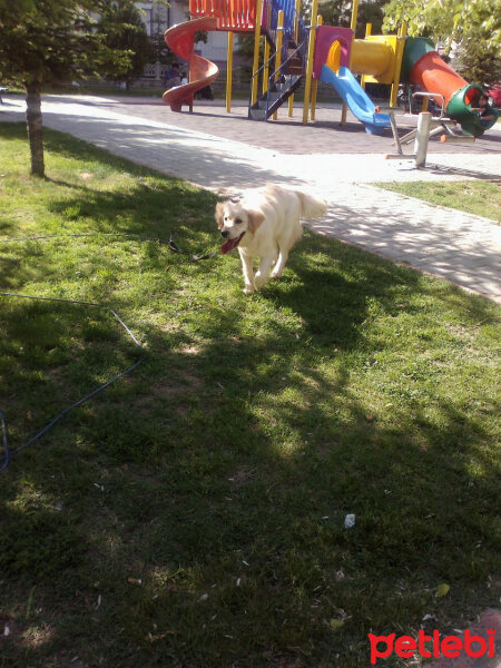 Golden Retriever, Köpek  Moli fotoğrafı