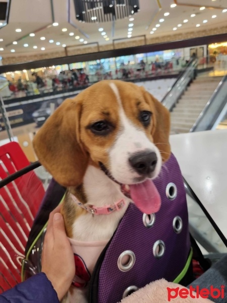 Beagle, Köpek  Çilek fotoğrafı