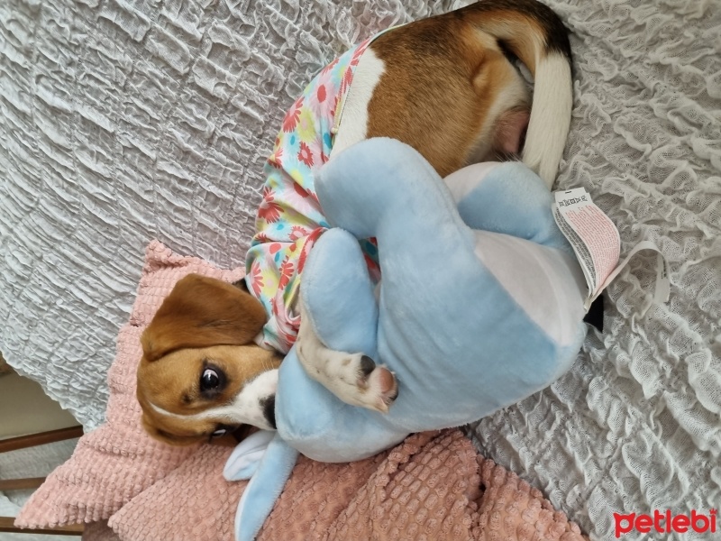 Beagle, Köpek  Çilek fotoğrafı