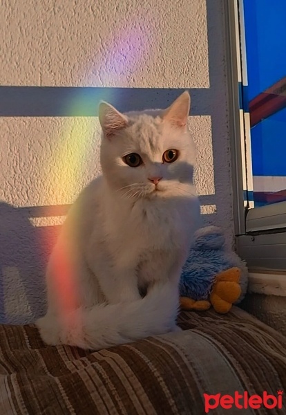 British Shorthair, Kedi  Prenses Yummy fotoğrafı