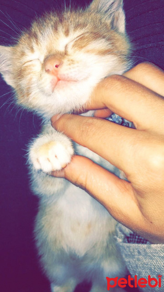 Tekir Kedi, Kedi  Minnoş fotoğrafı