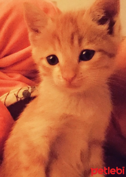 Tekir Kedi, Kedi  Minnoş fotoğrafı