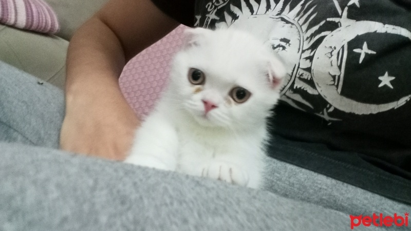 Scottish Fold, Kedi  Puffy fotoğrafı