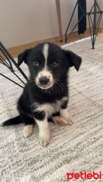 Border Collie, Köpek  Gece fotoğrafı