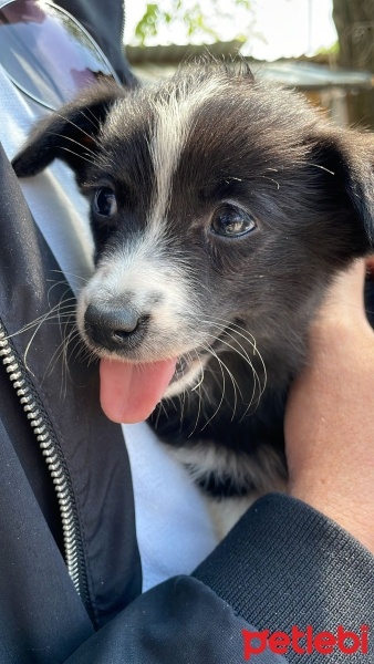 Border Collie, Köpek  Gece fotoğrafı