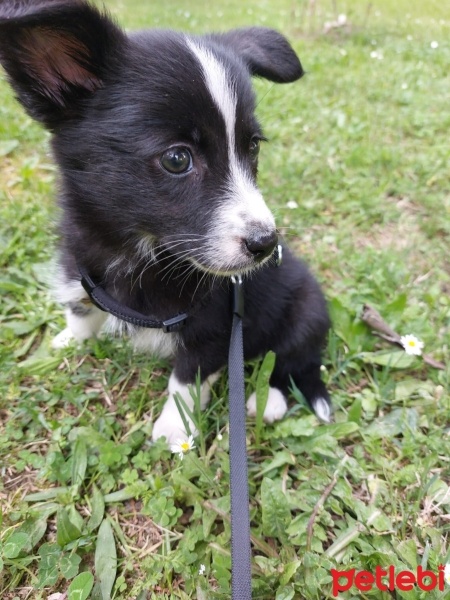 Border Collie, Köpek  Gece fotoğrafı