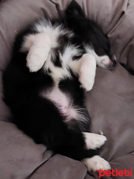 Border Collie, Köpek  Gece fotoğrafı