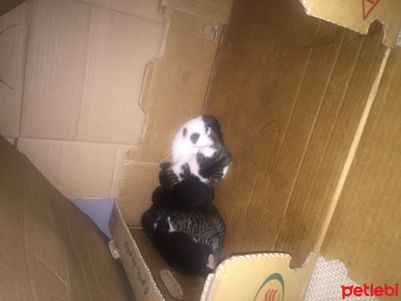 Tekir Kedi, Kedi  Garip fotoğrafı