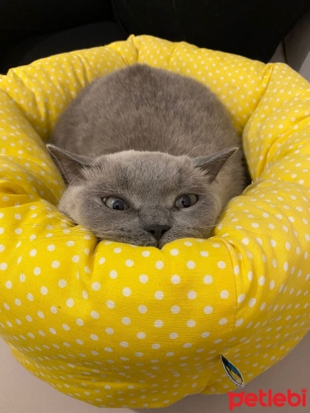 British Shorthair, Kedi  mocha fotoğrafı