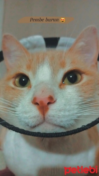 Tekir Kedi, Kedi  Bal fotoğrafı