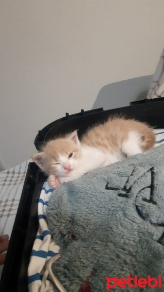 Tekir Kedi, Kedi  Badem fotoğrafı