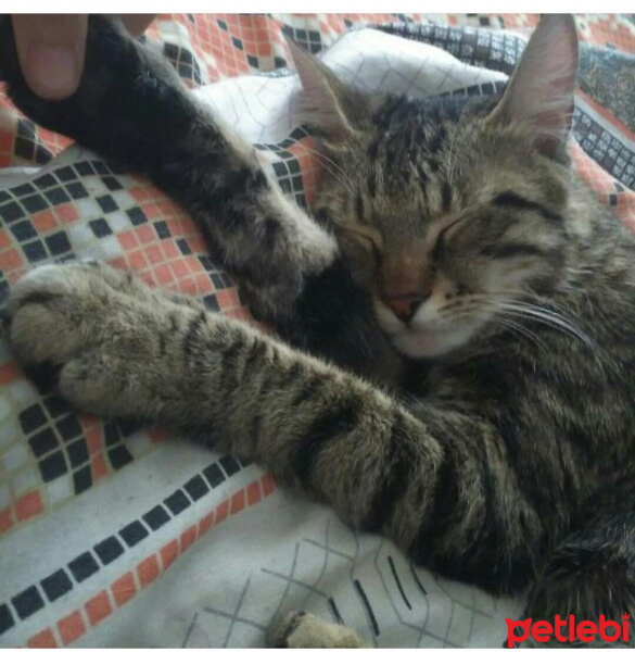 Tekir Kedi, Kedi  Ponçik fotoğrafı