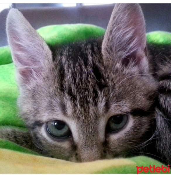 Tekir Kedi, Kedi  Ponçik fotoğrafı