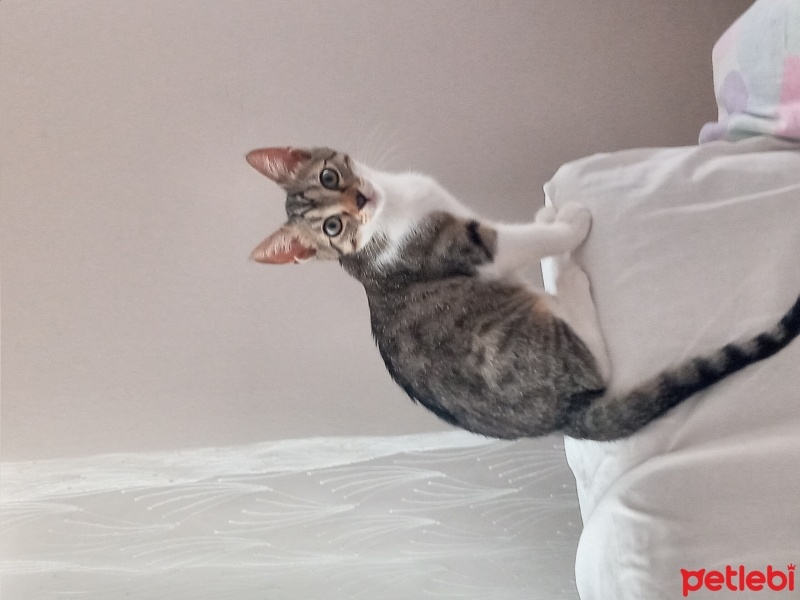Tekir Kedi, Kedi  Boncuk fotoğrafı