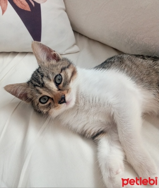 Tekir Kedi, Kedi  Boncuk fotoğrafı