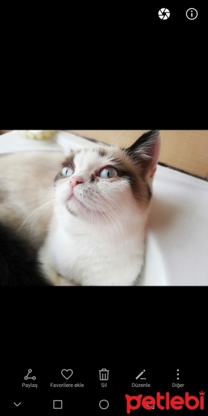 Scottish Fold, Kedi  Latte fotoğrafı