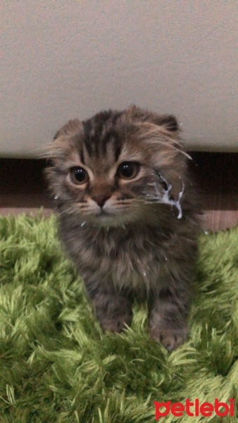 Scottish Fold, Kedi  Prenses Müezza fotoğrafı