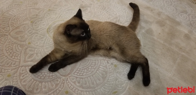 Siyam Kedisi, Kedi  Karamel fotoğrafı