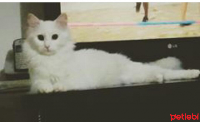 Ankara Kedisi, Kedi  Pamuk fotoğrafı
