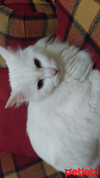 Ankara Kedisi, Kedi  Pamuk fotoğrafı