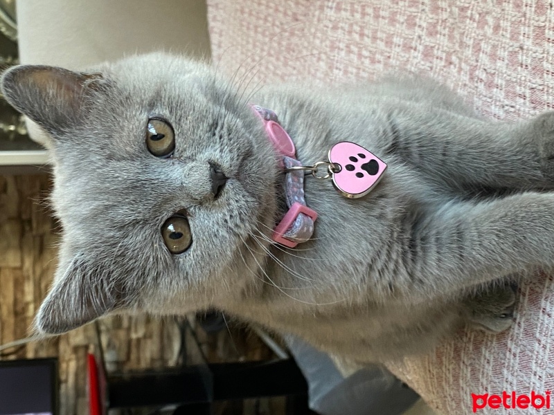 British Shorthair, Kedi  MİA fotoğrafı