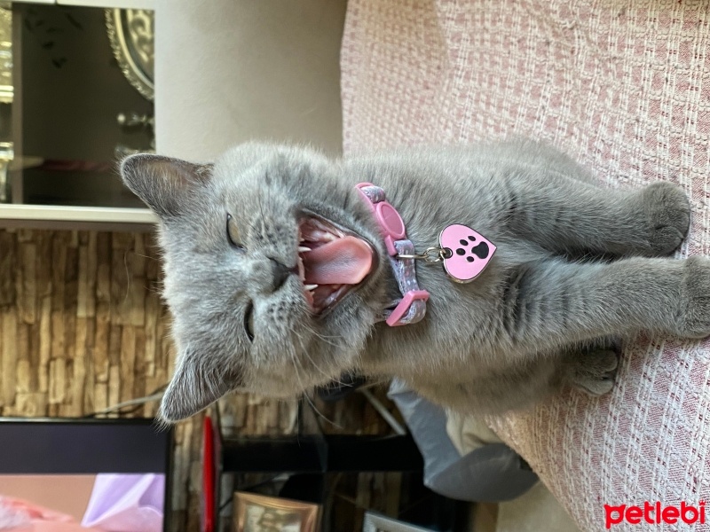 British Shorthair, Kedi  MİA fotoğrafı