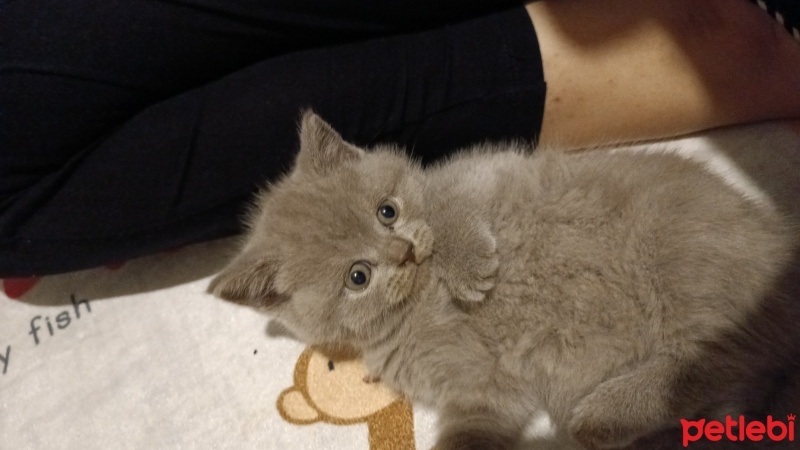 British Shorthair, Kedi  Miya fotoğrafı