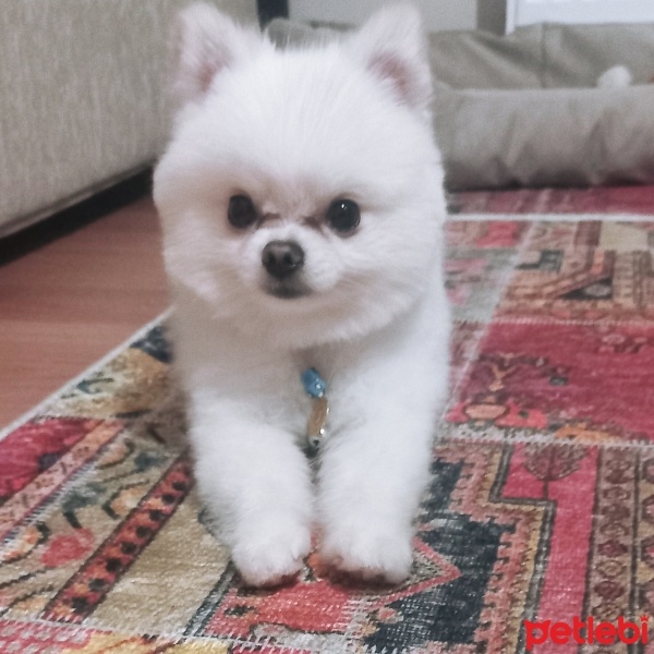 Pomeranyalı, Köpek  fındık fotoğrafı