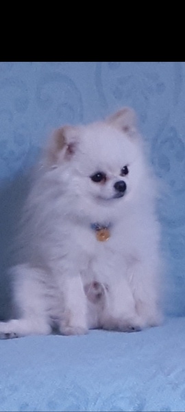 Pomeranyalı, Köpek  fındık fotoğrafı