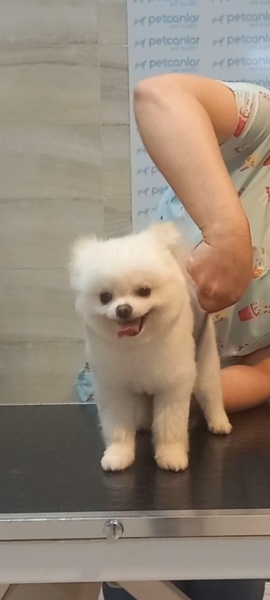 Pomeranyalı, Köpek  fındık fotoğrafı