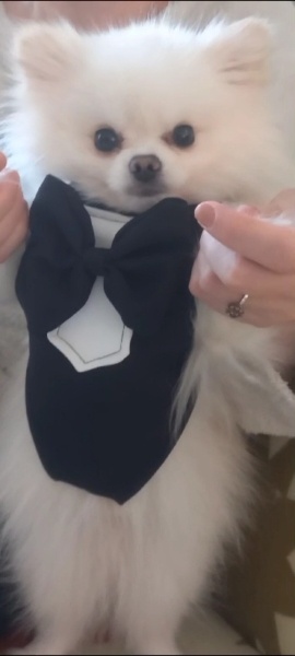 Pomeranyalı, Köpek  fındık fotoğrafı