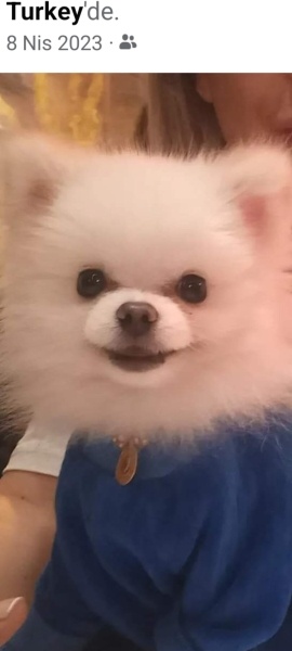 Pomeranyalı, Köpek  fındık fotoğrafı