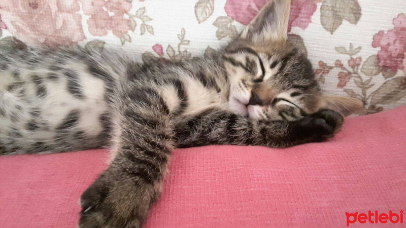 Tekir Kedi, Kedi  somon fotoğrafı