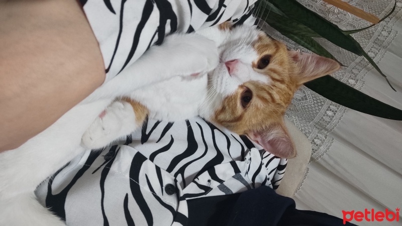Tekir Kedi, Kedi  Limon fotoğrafı