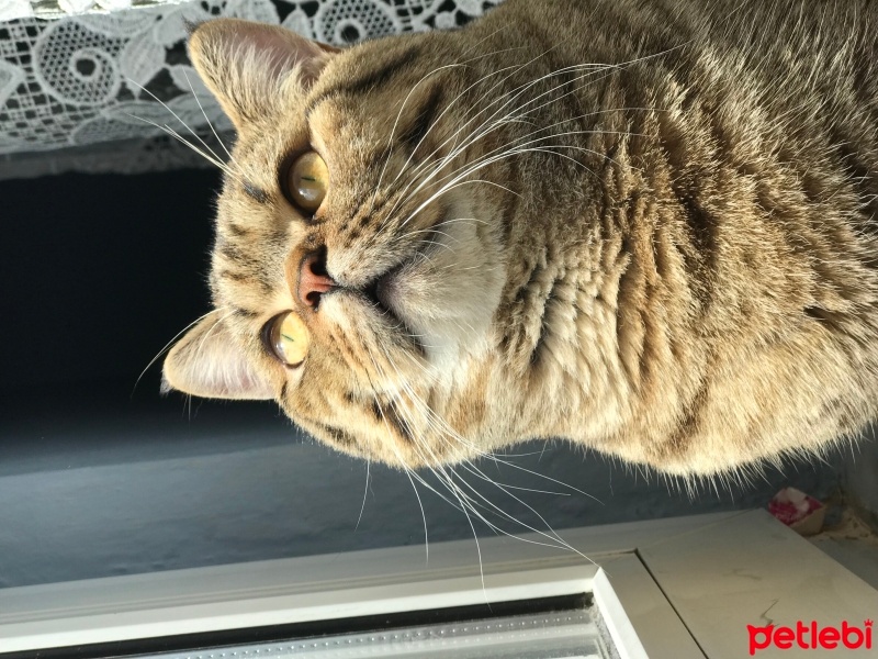 British Shorthair, Kedi  Bedo fotoğrafı