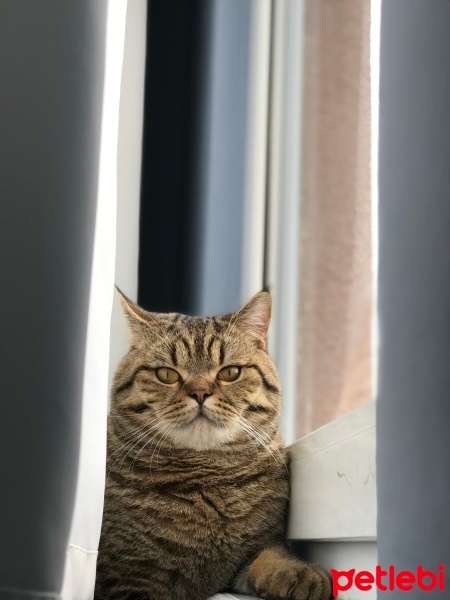 British Shorthair, Kedi  Bedo fotoğrafı