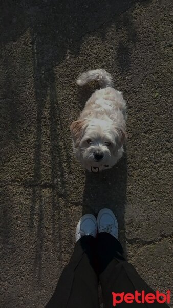 Maltese, Köpek  Köpük fotoğrafı