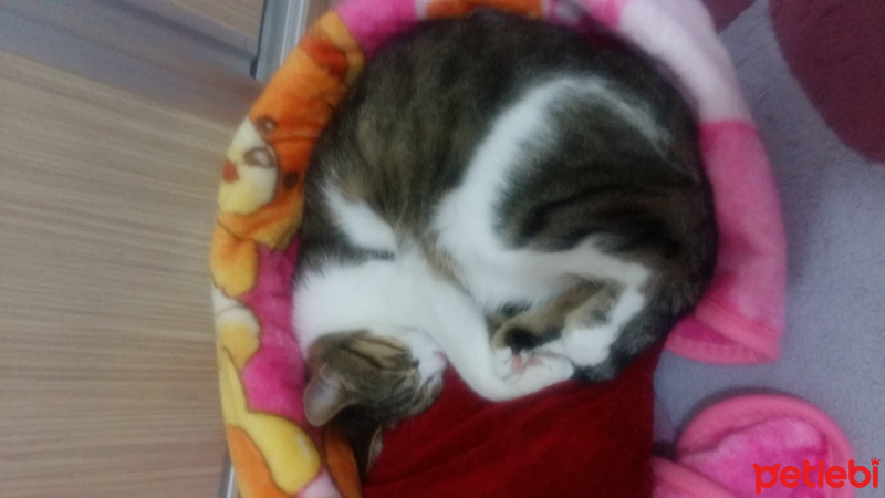 Tekir Kedi, Kedi  Kıpır fotoğrafı